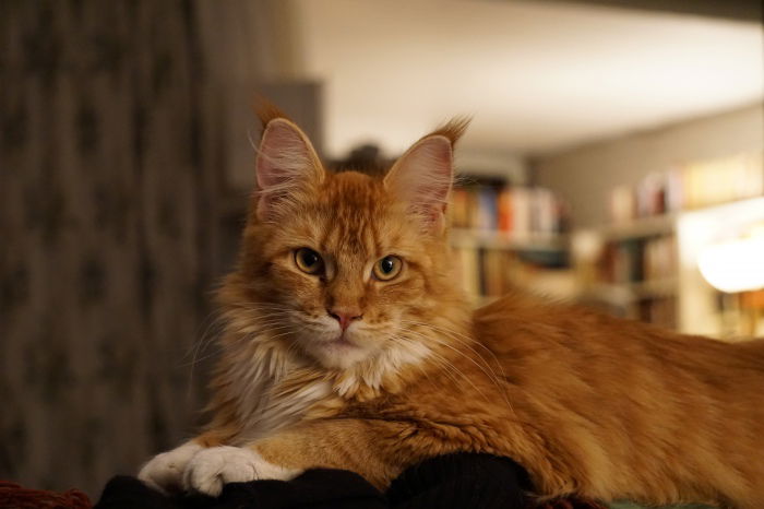 Alani, die Schöne - als erwachsene Katze, 1 Jahr alt