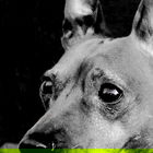 Mein Hundi :-)