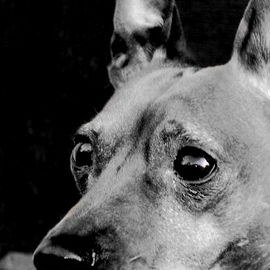 Mein Hundi :-)