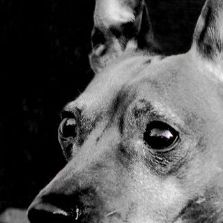 Mein Hundi :-)