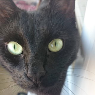 Schau mir in die Augen ...