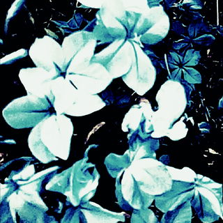 Schloßgarten Charlotte...