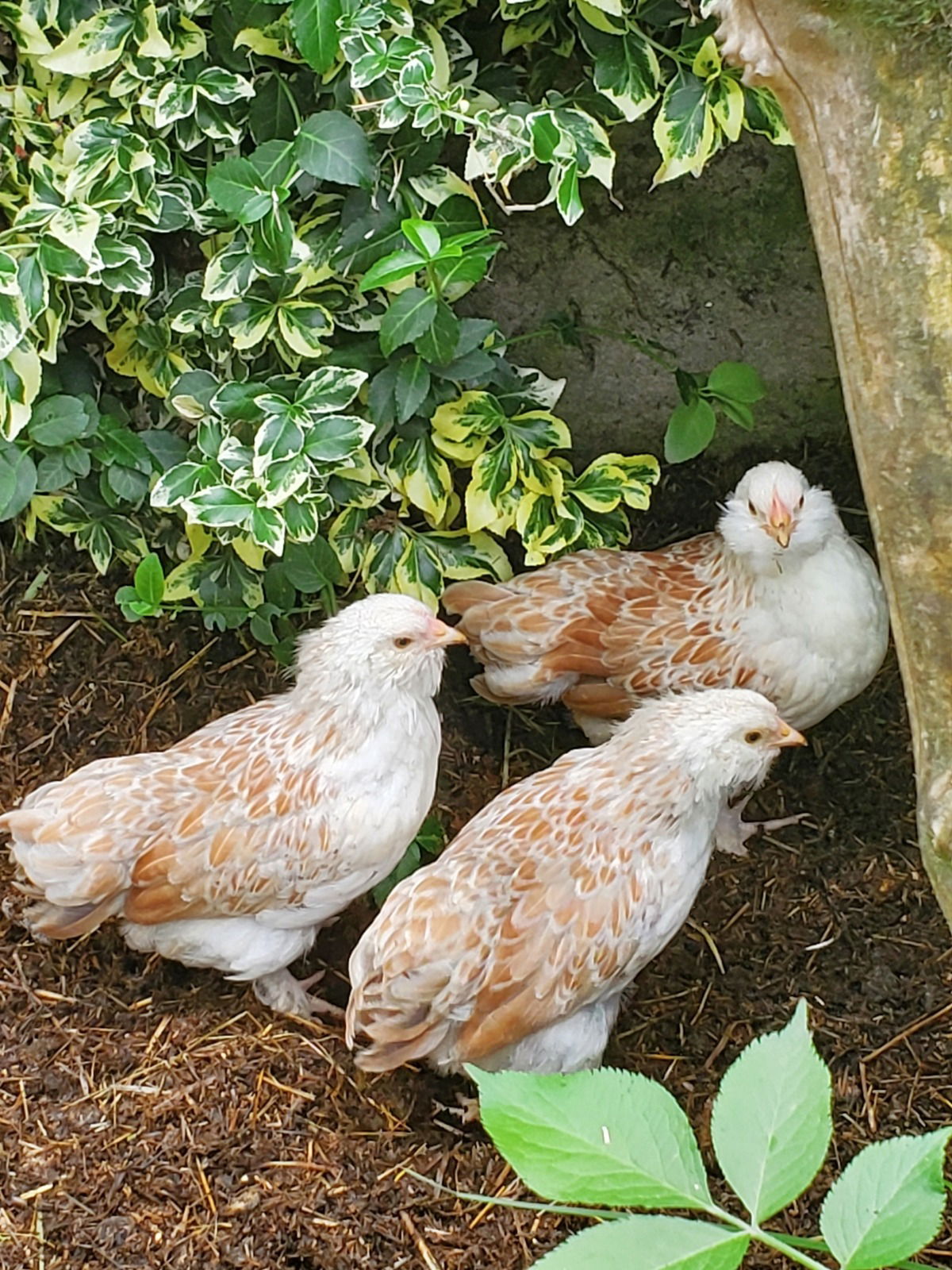 Unserer Zwerglachshuhnbabys 25