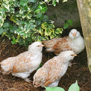 Unserer Zwerglachshuhnb...