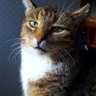 Mein alter Begleiter. L...