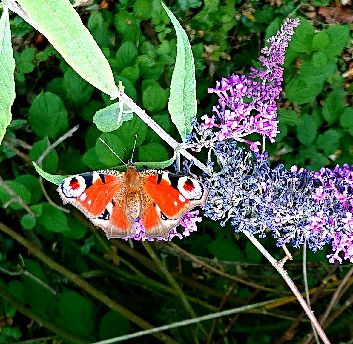 Heute kamen mehrere Pfauenaugen, um unseren Sommerflieder zu besuchen