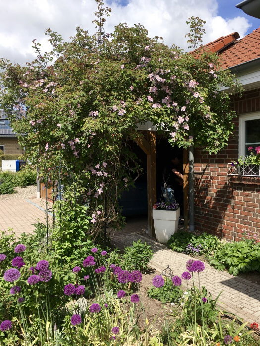 Rosenbogen mit Clematis