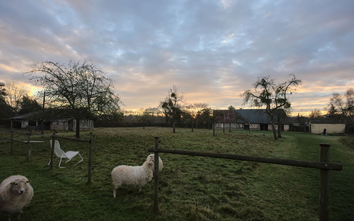 Blick auf die Weide bei Sonnenaufgang. Die Schafe betteln schon.