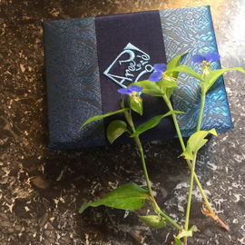 Comelia Comunis in Blau...