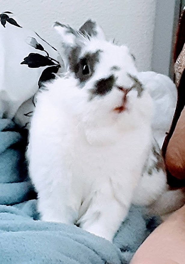 He is Bunny Bun-Bunz and we love him.