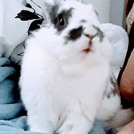 He is Bunny Bun-Bunz an...