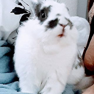 He is Bunny Bun-Bunz an...