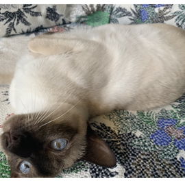 YogaCat/Daisy in Form;)...