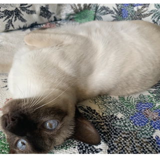 YogaCat/Daisy in Form;)...