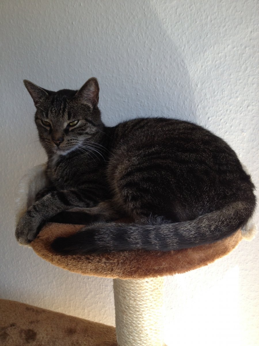 Tiger im Chill-Modus