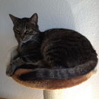 Tiger im Chill-Modus