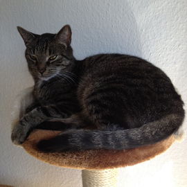 Tiger im Chill-Modus