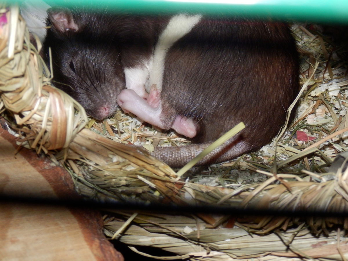 Sleeping Beauty... (Aphrodite)