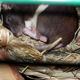 Sleeping Beauty... (Aph...