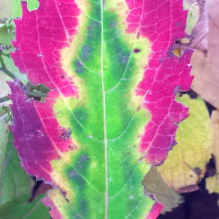 Outstanding Leaf