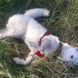 Das ist kein Akita, son...