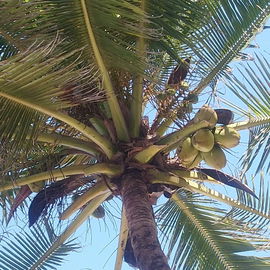 🌴 Im Schatten der Ko...
