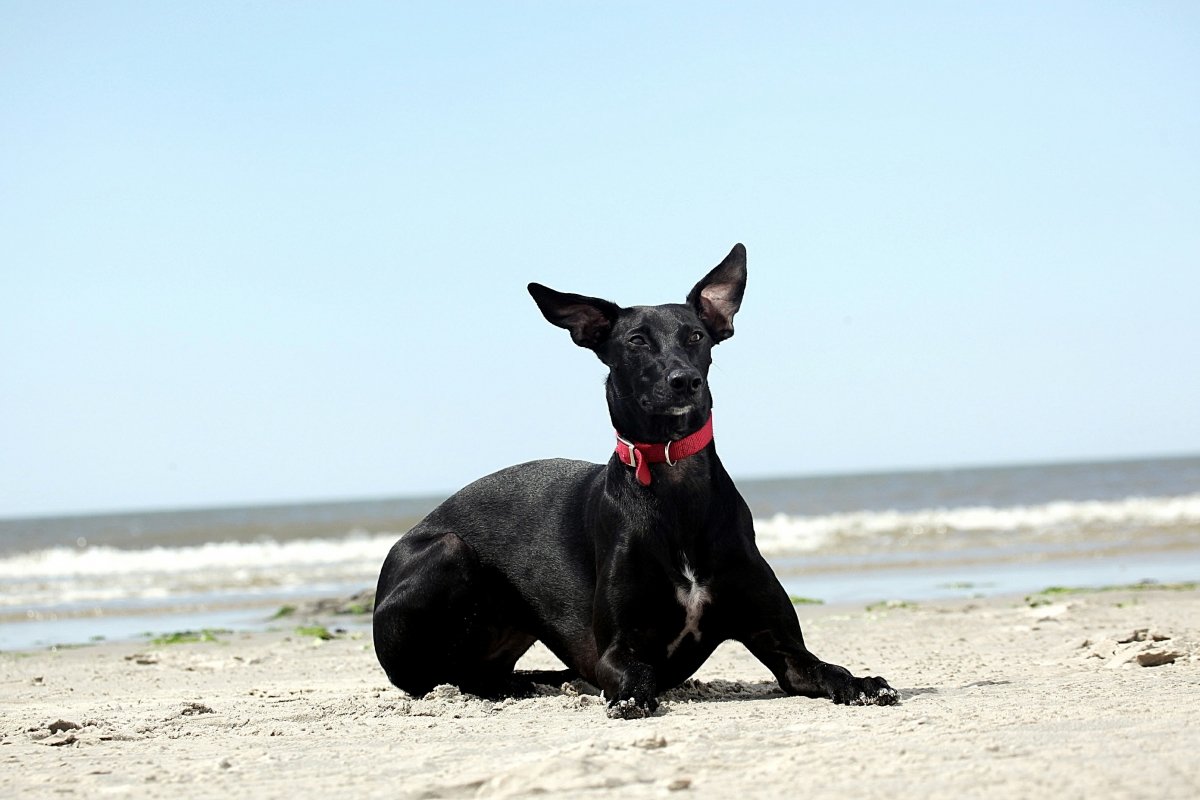Nordseewind