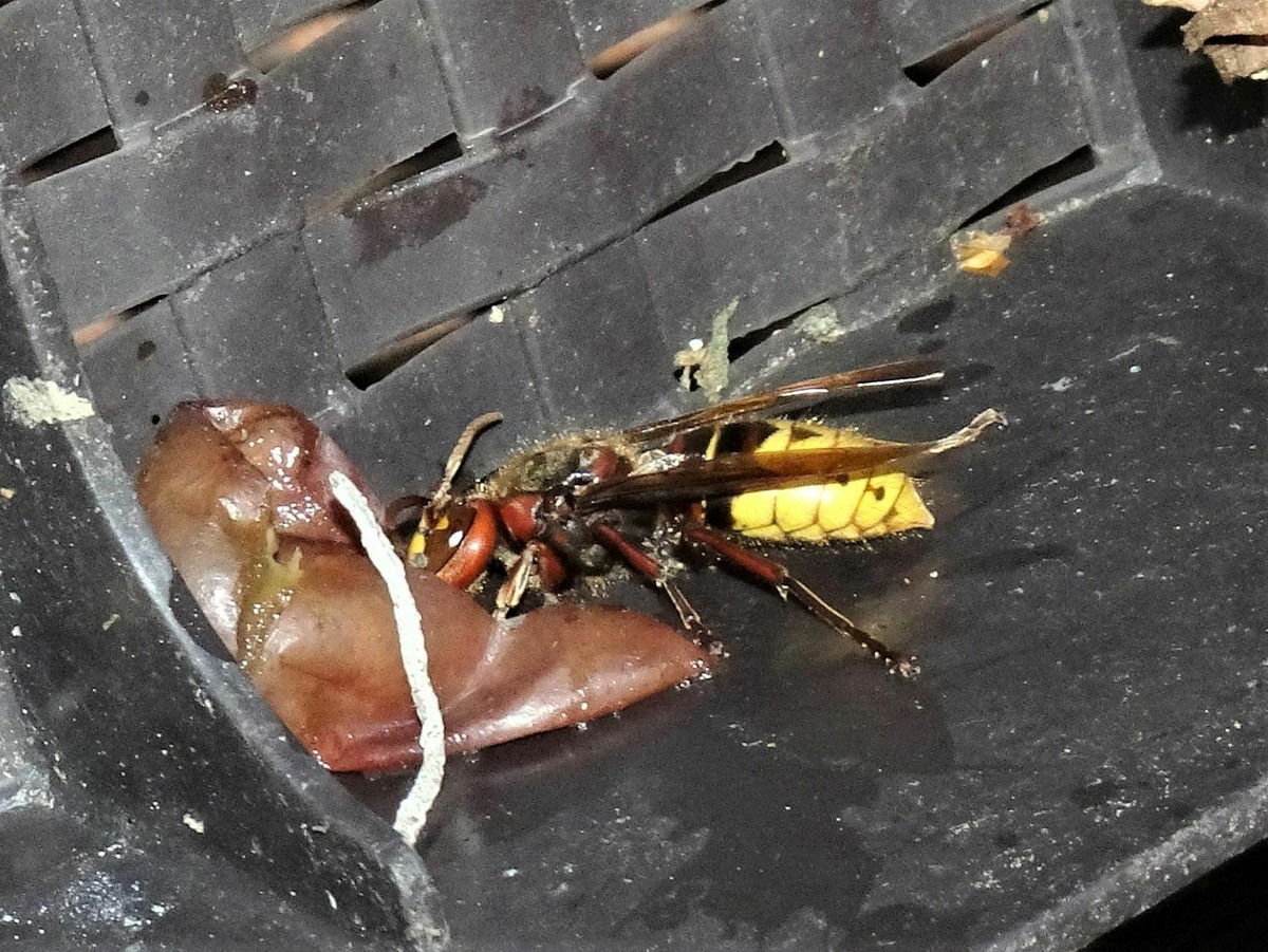 .. what shall we do with the drunken hornet .... ?   Hornisse an Weintraubenrest ..