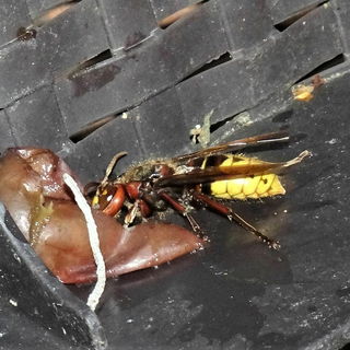 .. what shall we do wit...