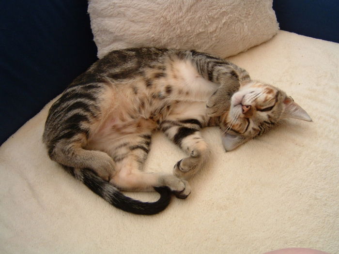 Der ist fast immer lieb, aber sooo trottelig