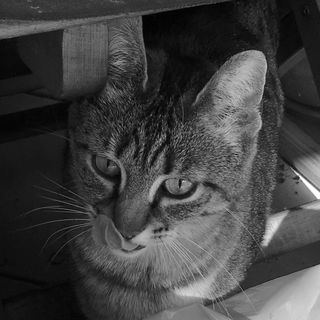 Nephtys - mein Schleckm...