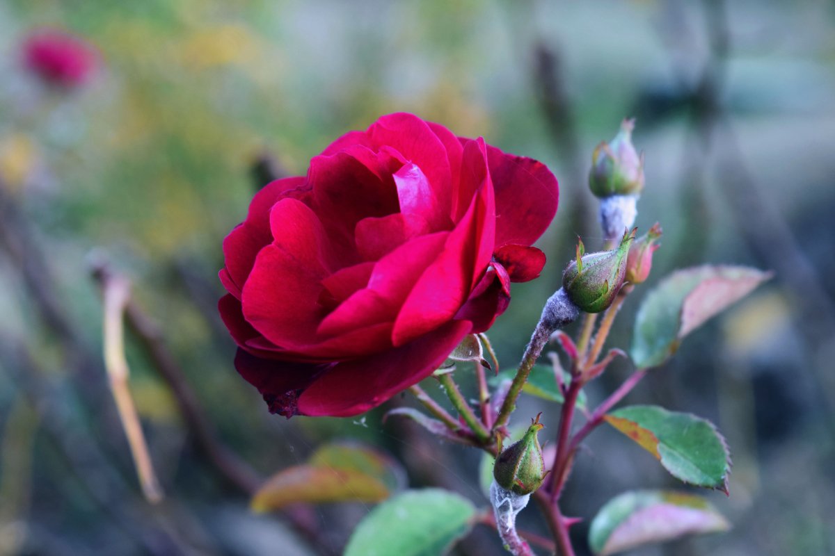 Enchanting chromatic contrasts