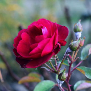 Enchanting chromatic co...