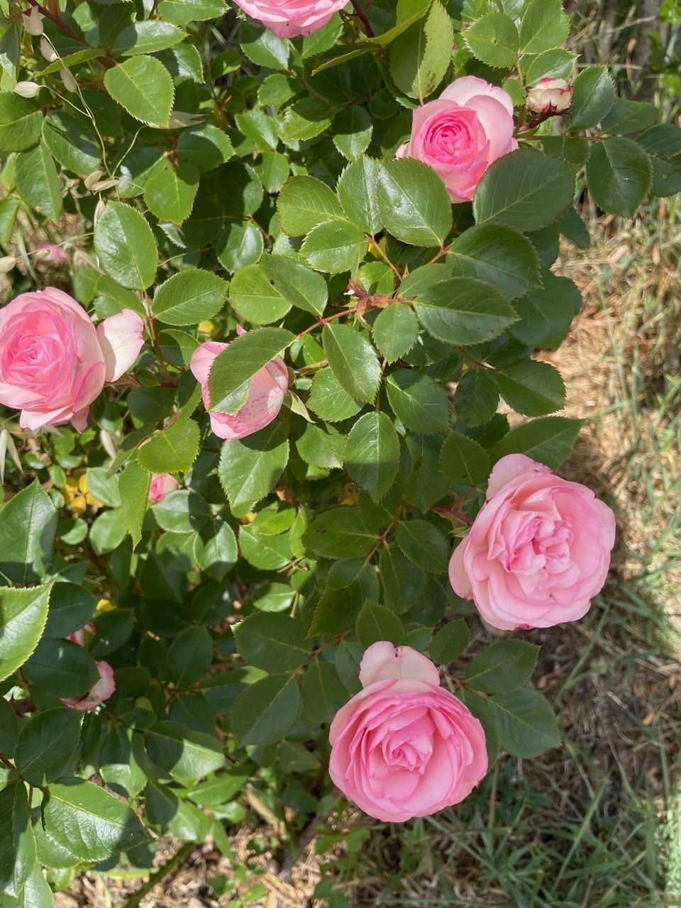 Gärten des Musée International de la Parfumerie, Mai 2023