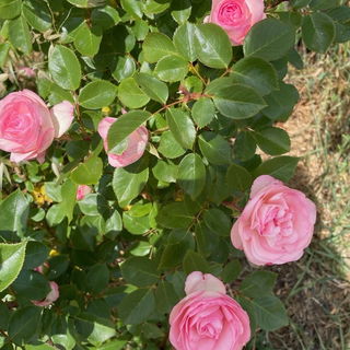 Gärten des Musée Inte...