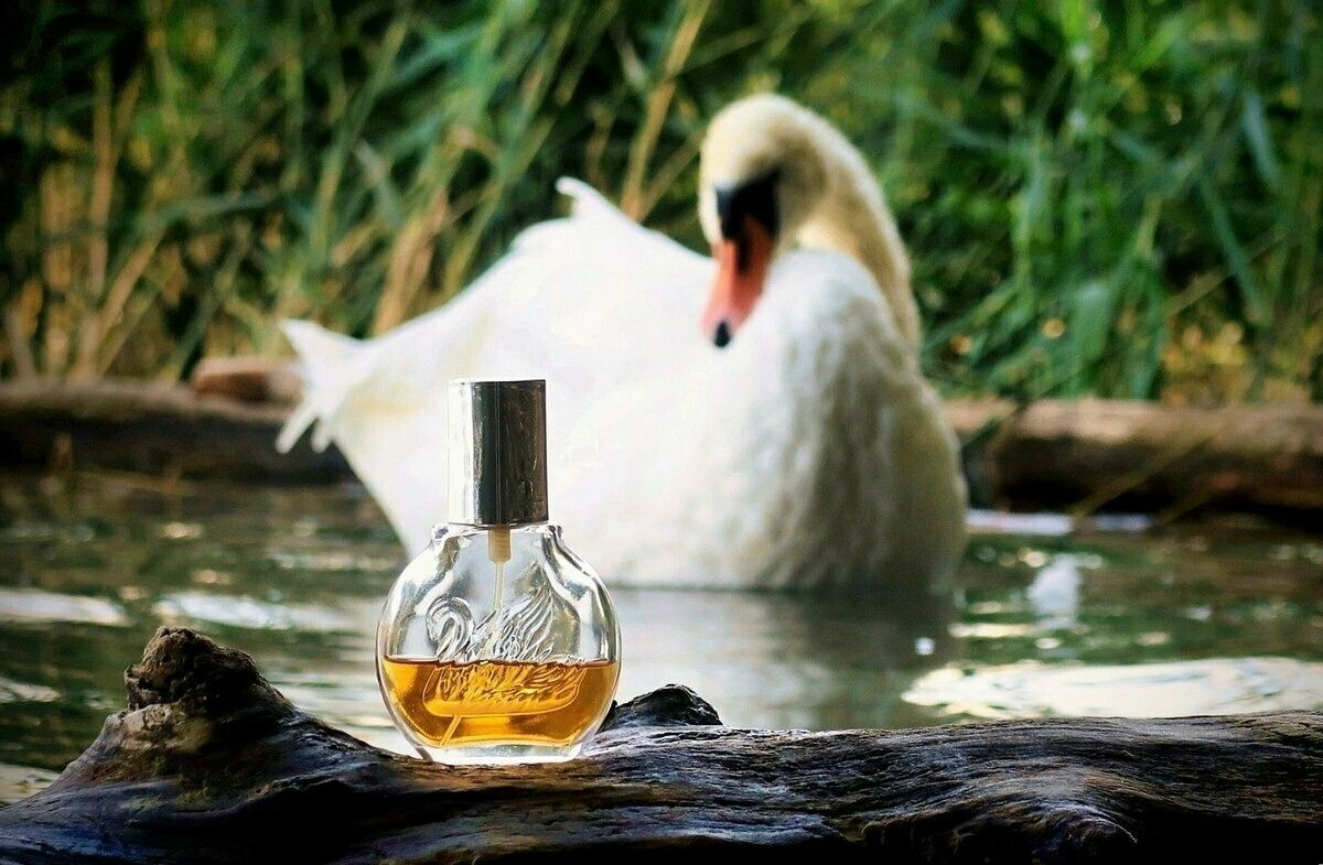 ABGELEHNT. Der zutrauliche und neugierige Schwan vom Hallwilersee. Mein Herzensfoto, vor langer Zeit gemacht, war in meiner Galerie.  Es fehlt mir offenbar an der notwendigen Logik?