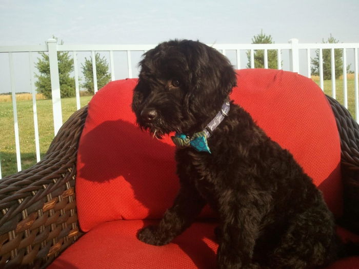 My pup