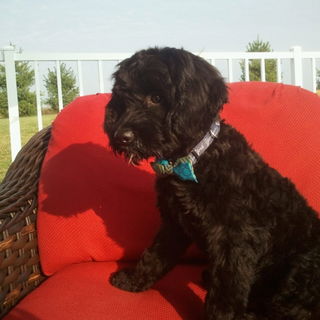 My pup