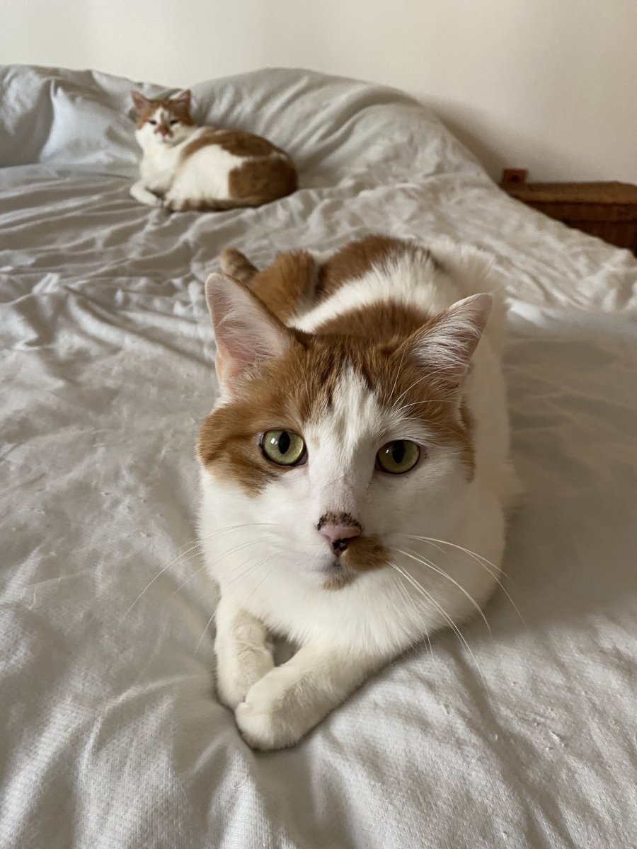 Das sind meine Beiden. Vorne Zizou, der Chef des Hauses, hinten der Assistent Nemo