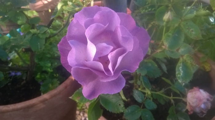 Blue for you - das wäre ein trauriger Parfumname, aber die Rose und ihren Duft liebe ich sehr