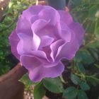 Blue for you - das wär...