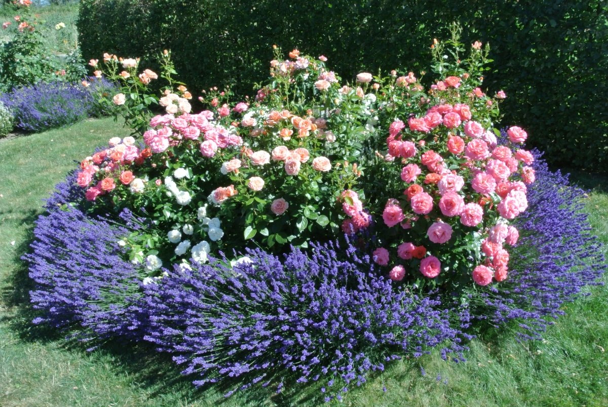 Mein Rosenrondell mit Lavendelumgrenzung