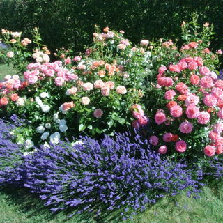 Mein Rosenrondell mit L...