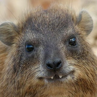 Hyrax