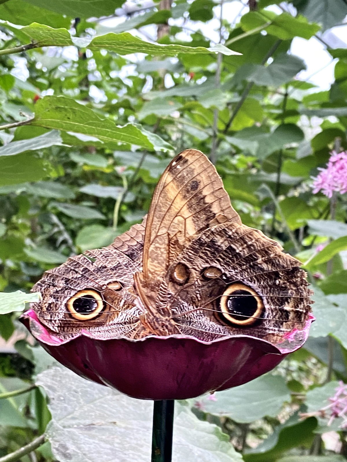 im Schmetterlingspark