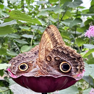 im Schmetterlingspark...