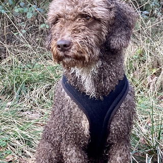 Triple B - Big Baby Bru...