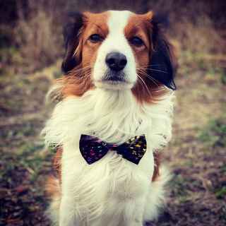 Mr. Nice Guy Paul❤️