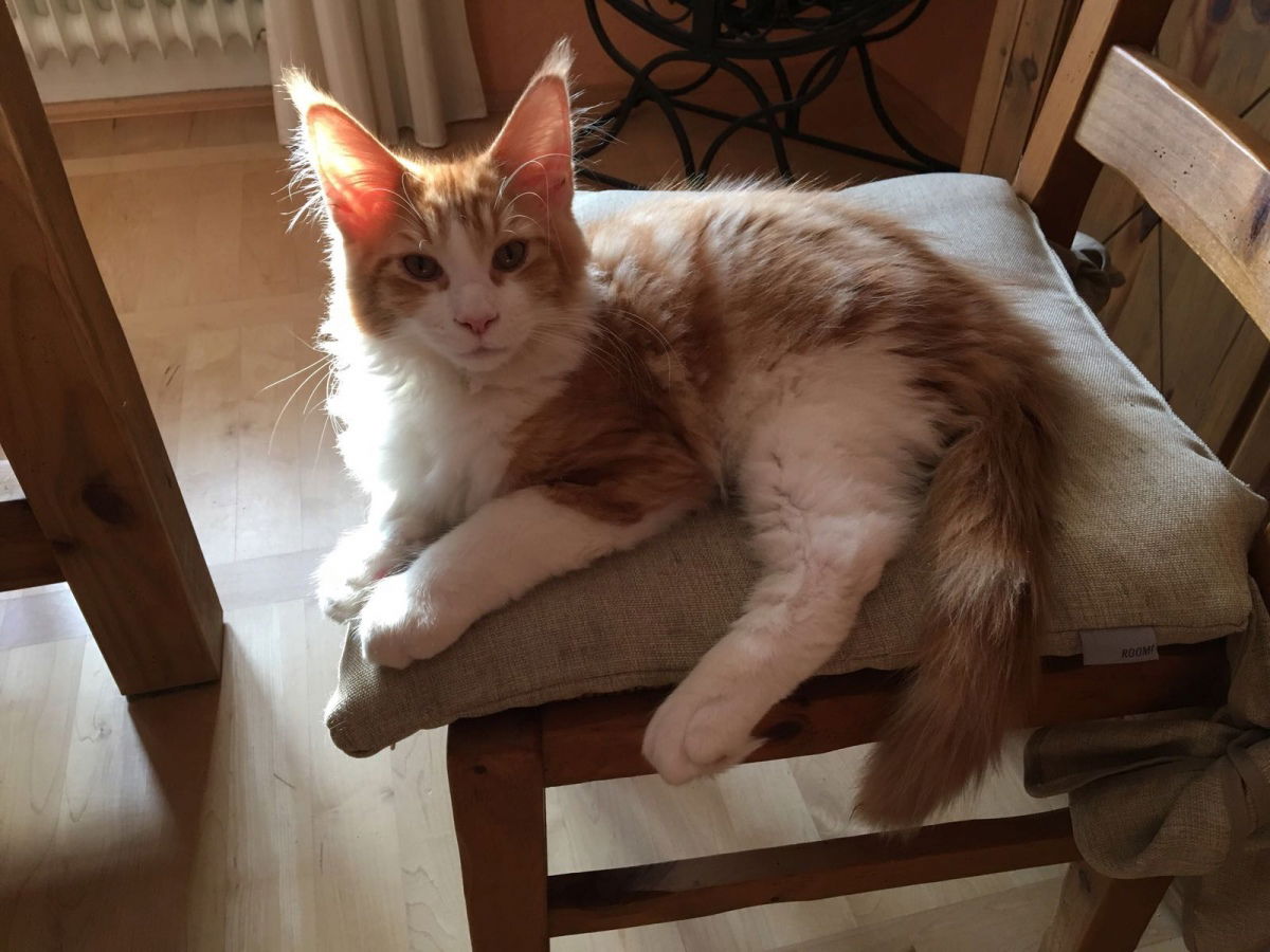 Charlie, 3,5 Monate jung :D