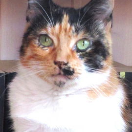 Unsere "Munchkin" Katze...